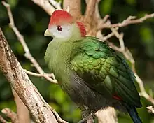 Red-crested turaco, Tauraco erythrolophus