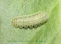 Caterpillar