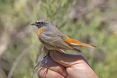 male redstart showing aluminium ring, Malta