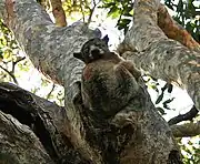 Gray and brown lemur