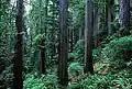 Coast redwood trees in Northern California