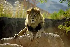 Lion at the zoo.