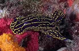 Regal sea goddess (Felimare picta) in the Gray's Reef National Marine Sanctuary, Savannah, Georgia