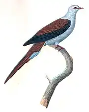 Illustration of great cuckoo-dove