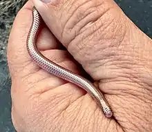 Rena type species; Western blind snake (R. humilis)