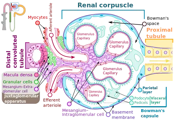 Renal corpuscle