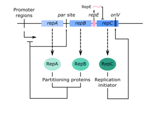 A schematic of the repABC gene cassette, along with the activity of their gene products