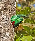 Male peeking through a nest hole