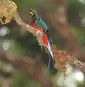 Male in Costa Rica from a below perspective