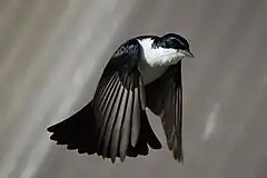 Black bird with white chest in flight with wings facing down and tail fanned and down pointing