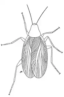 Reconstruction of Progonoblattina (=Archoblattina) beecheri from the Late Carboniferous of North America