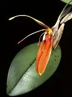 Restrepia cuprea]