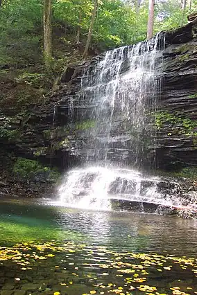 A relatively small amount of water drops from a ledge and falls in front of layers of rock into a large pool covered with a scattering of floating green and yellow leaves. Green vegetation is visible on the rocks above and behind the falls.