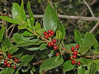 Foliage and fruit, Italy