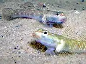 Two freshwater gobies, Rhinogobius duospilus