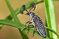 Rhipicera carinata - Western Australia