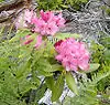 Two clusters of pink flowers emerging from broad green leaves; various other green plants and brown branches are in the background.