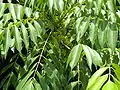 Leaves and flowers