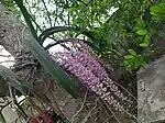 Flowers of Rhynchostylis retusa