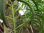 New fruits of Rhynchostylis retusa