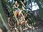 Matured fruits of Rhynchostylis retusa