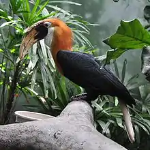 Blyth's hornbill (Rhyticeros plicatus)