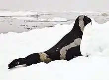 Black and gray seal