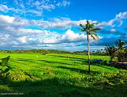 Rice field in Pagsulhugon