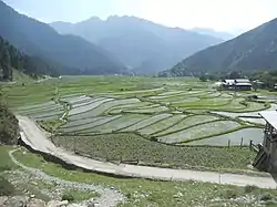 Paddy fields in Leepa, 2011