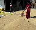 Woman drying rice