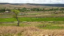 A landscape showing a lush, green rice paddy surrounded by barren, dry hills