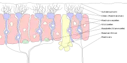 Composition of the Olfactory receptor neuron (captions in German)