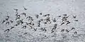 Flock in flight, with ruddy turnstones