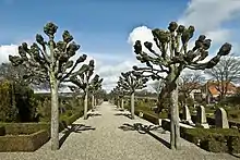 Avenue with linden in the cemetery by Ringkøbing