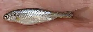 Rio Grande silvery minnow (Hybognathus amarus)