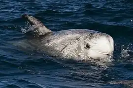 Risso's dolphin