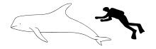 Risso's dolphin size