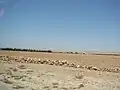 The desert road between Marrakesh and Essaouira.