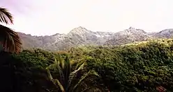 Rain forest in Canaries District