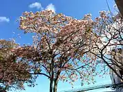 Tree in bloom