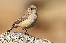 Rock Wren