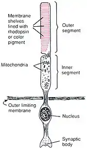 Anatomy of a Rod CellHuman Physiology and Mechanisms of Disease by Arthur C. Guyton (1992) .mw-parser-output cite.citation{font-style:inherit;word-wrap:break-word}.mw-parser-output .citation q{quotes:"\"""\"""'""'"}.mw-parser-output .citation:target{background-color:rgba(0,127,255,0.133)}.mw-parser-output .id-lock-free.id-lock-free a{background:url("//upload.wikimedia.org/wikipedia/commons/6/65/Lock-green.svg")right 0.1em center/9px no-repeat}body:not(.skin-timeless):not(.skin-minerva) .mw-parser-output .id-lock-free a{background-size:contain}.mw-parser-output .id-lock-limited.id-lock-limited a,.mw-parser-output .id-lock-registration.id-lock-registration a{background:url("//upload.wikimedia.org/wikipedia/commons/d/d6/Lock-gray-alt-2.svg")right 0.1em center/9px no-repeat}body:not(.skin-timeless):not(.skin-minerva) .mw-parser-output .id-lock-limited a,body:not(.skin-timeless):not(.skin-minerva) .mw-parser-output .id-lock-registration a{background-size:contain}.mw-parser-output .id-lock-subscription.id-lock-subscription a{background:url("//upload.wikimedia.org/wikipedia/commons/a/aa/Lock-red-alt-2.svg")right 0.1em center/9px no-repeat}body:not(.skin-timeless):not(.skin-minerva) .mw-parser-output .id-lock-subscription a{background-size:contain}.mw-parser-output .cs1-ws-icon a{background:url("//upload.wikimedia.org/wikipedia/commons/4/4c/Wikisource-logo.svg")right 0.1em center/12px no-repeat}body:not(.skin-timeless):not(.skin-minerva) .mw-parser-output .cs1-ws-icon a{background-size:contain}.mw-parser-output .cs1-code{color:inherit;background:inherit;border:none;padding:inherit}.mw-parser-output .cs1-hidden-error{display:none;color:#d33}.mw-parser-output .cs1-visible-error{color:#d33}.mw-parser-output .cs1-maint{display:none;color:#2C882D;margin-left:0.3em}.mw-parser-output .cs1-format{font-size:95%}.mw-parser-output .cs1-kern-left{padding-left:0.2em}.mw-parser-output .cs1-kern-right{padding-right:0.2em}.mw-parser-output .citation .mw-selflink{font-weight:inherit}html.skin-theme-clientpref-night .mw-parser-output .cs1-maint{color:#18911F}html.skin-theme-clientpref-night .mw-parser-output .cs1-visible-error,html.skin-theme-clientpref-night .mw-parser-output .cs1-hidden-error{color:#f8a397}@media(prefers-color-scheme:dark){html.skin-theme-clientpref-os .mw-parser-output .cs1-visible-error,html.skin-theme-clientpref-os .mw-parser-output .cs1-hidden-error{color:#f8a397}html.skin-theme-clientpref-os .mw-parser-output .cs1-maint{color:#18911F}}ISBN 0-7216-3299-8 p. 373