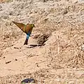 Rainbow bee-eater entering a nesting burrow in the Beeliar Wetlands