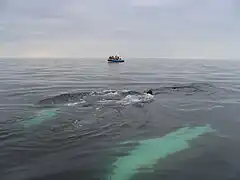 Whales watching near Anticosti Island 2004