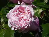 Medium pink rose with cup shape