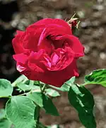 Jacqueminot Rose