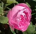 Close-up photo of a dark pink rose with a cuplike shape.