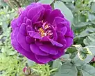 Close-up of a fully open rose with magenta-lavender petals and yellow stamens.