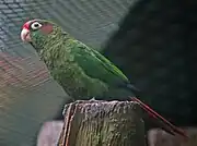 Rose-crowned parakeet(Pyrrhura hoematotis)