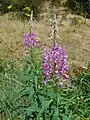 Rosebay willowherb, Chamaenerion angustifolium, in the anthill meadow